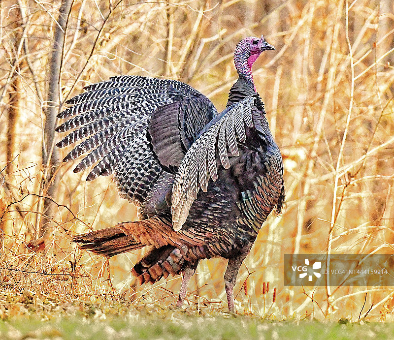 野火鸡展翅图片素材