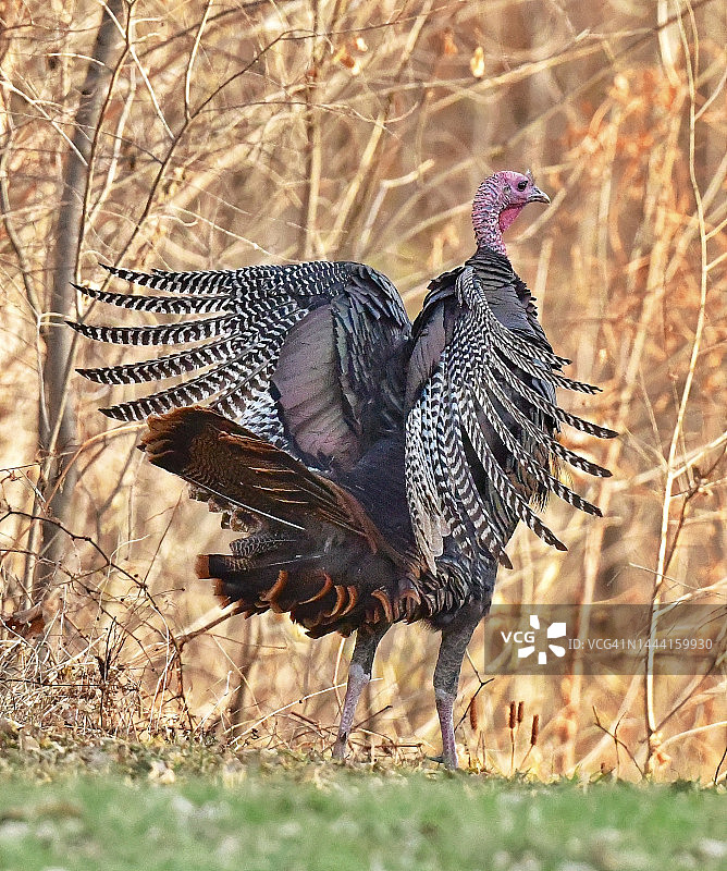 展开翅膀的雄性野生大火鸡图片素材