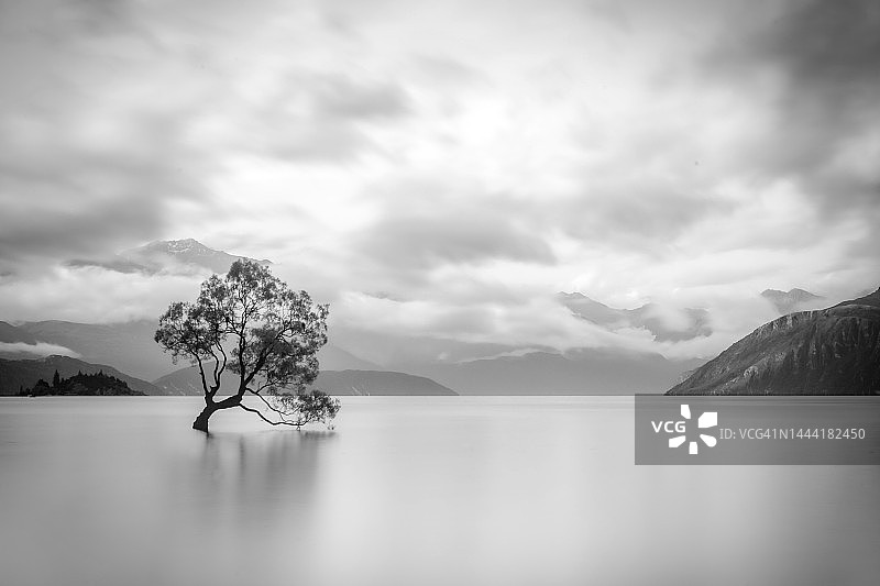 瓦纳卡湖之树图片素材