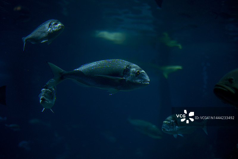鲹鱼群图片素材