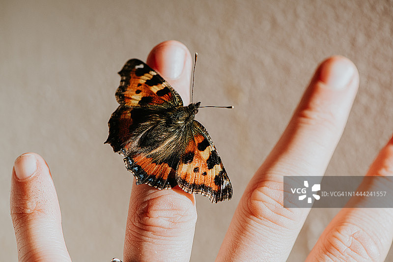 停留在人手上的玳瑁蝴蝶特写图片素材