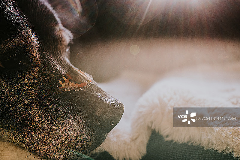 蝴蝶落在温顺的黑色老狗鼻子上图片素材