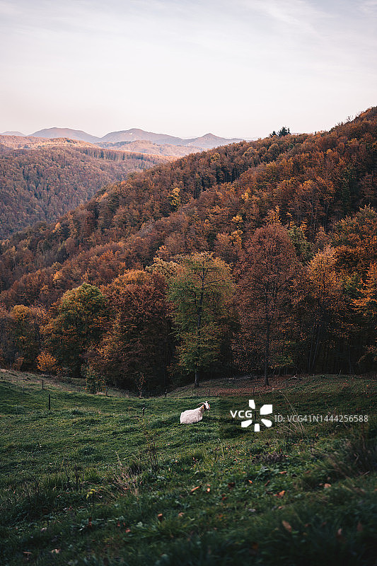 雾气笼罩的乡村上的羊群照片图片素材