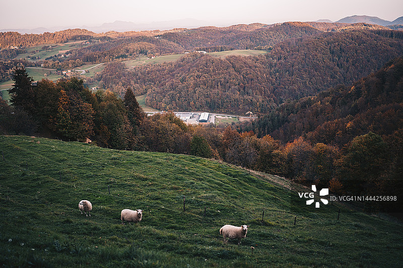 雾气笼罩的乡村上的羊群照片图片素材