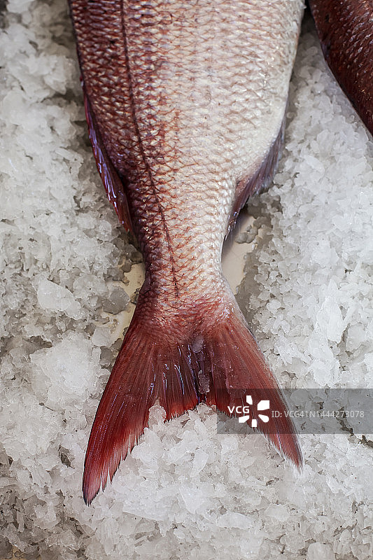 河鲈鱼尾图片素材