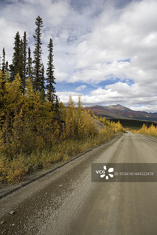 常绿森林中的荒野风光图片素材