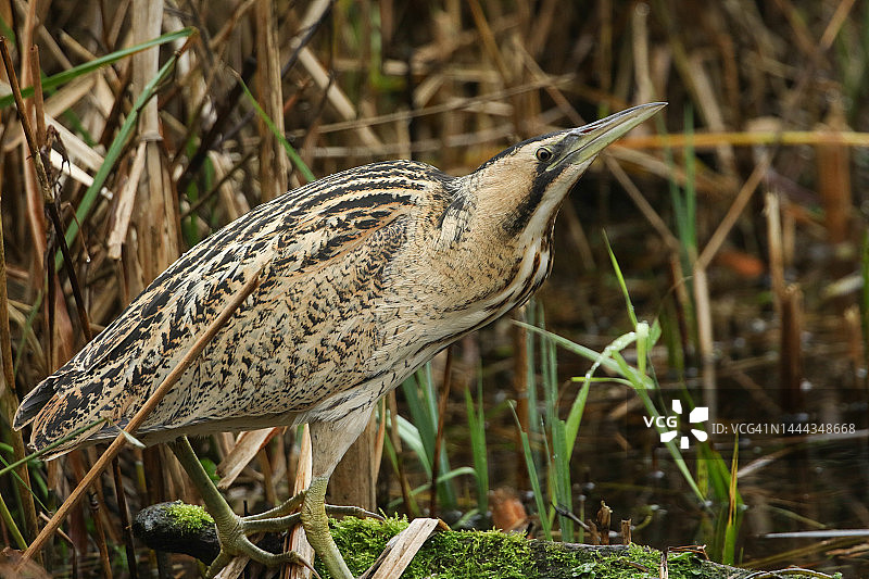 稀有大麻鳽在湖边芦苇丛中觅食图片素材