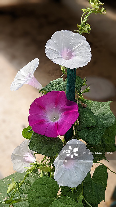 白色和粉色牵牛花图片素材