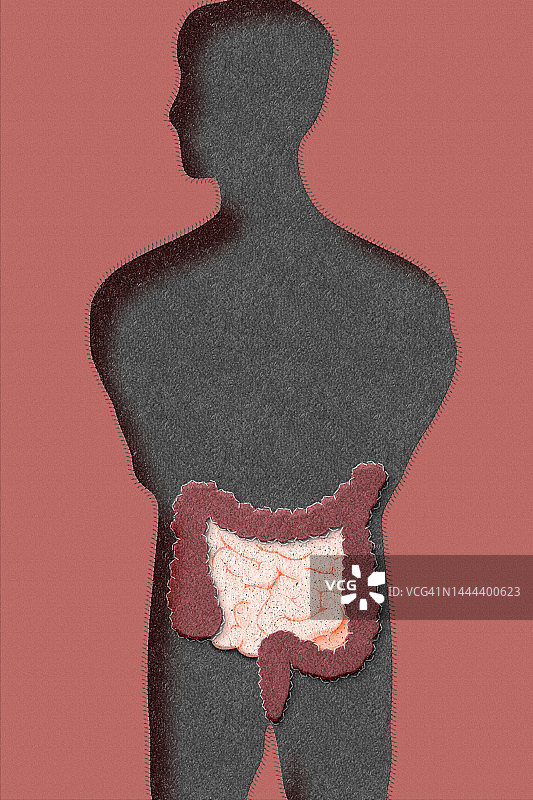 毛毡上的肠道图片素材