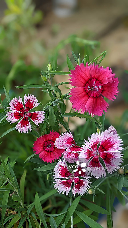 石竹花图片素材