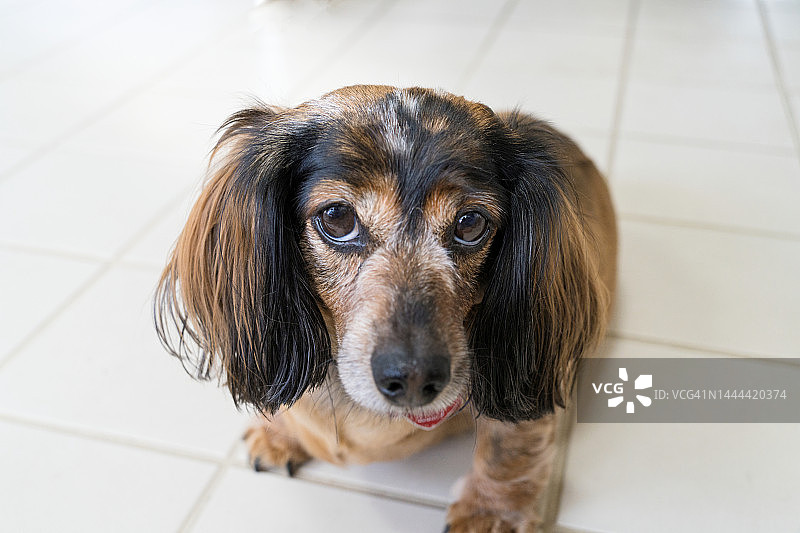 可爱长毛棕色斑点腊肠犬肖像图片素材