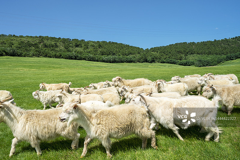 草原上的绵羊和牧羊犬图片素材