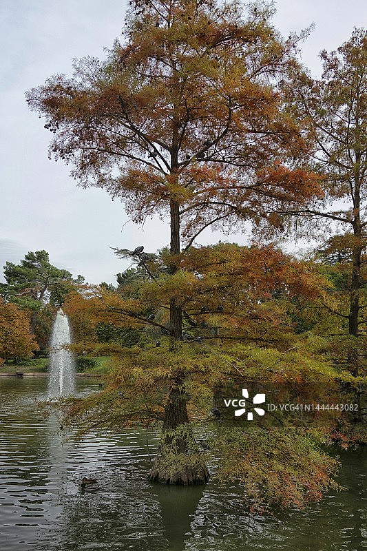 马德里雷蒂罗公园的沼泽柏树和喷泉图片素材