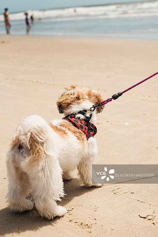 在海滩上行走的纯种西施犬图片素材