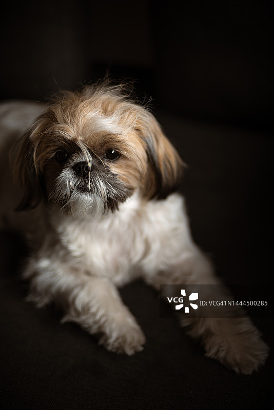 灰色沙发上的一只纯种西施犬的肖像图片素材