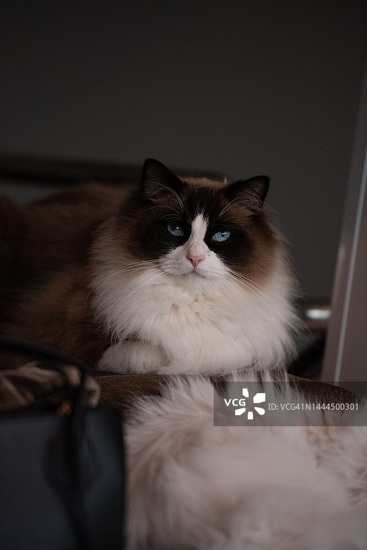 看着镜头的纯种猫肖像图片素材