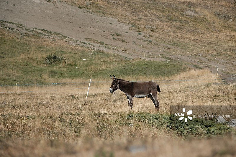 草原上的索马罗图片素材
