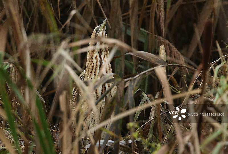 稀有大麻鳽在湖边芦苇丛中觅食图片素材
