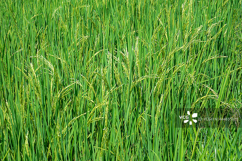 泰国稻田中的水稻图片素材