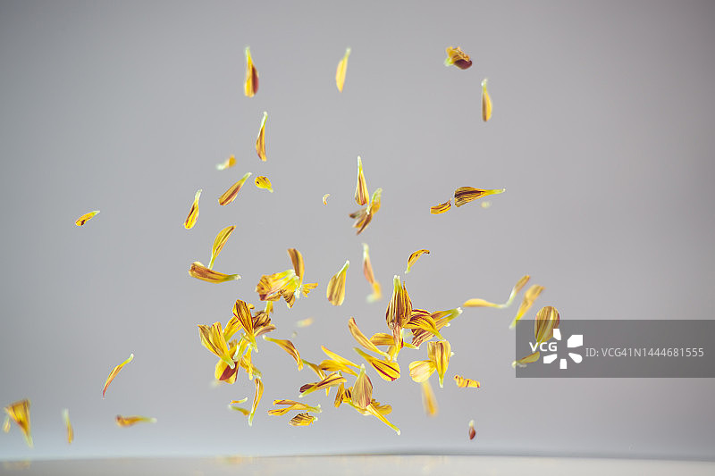 高速同步捕捉到的在空中飞舞的黄色和红色雏菊花瓣图片素材