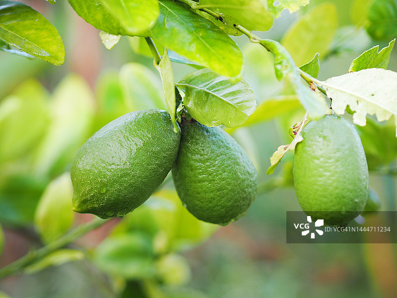 树上的柠檬，模糊的自然背景，酸味水果青柠图片素材
