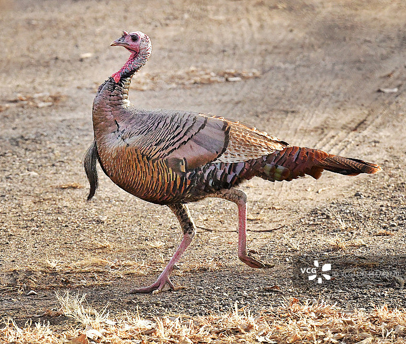 奔跑中的野生雄火鸡图片素材