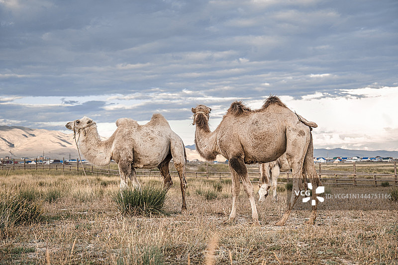 旷野中以山为背景的骆驼图片素材