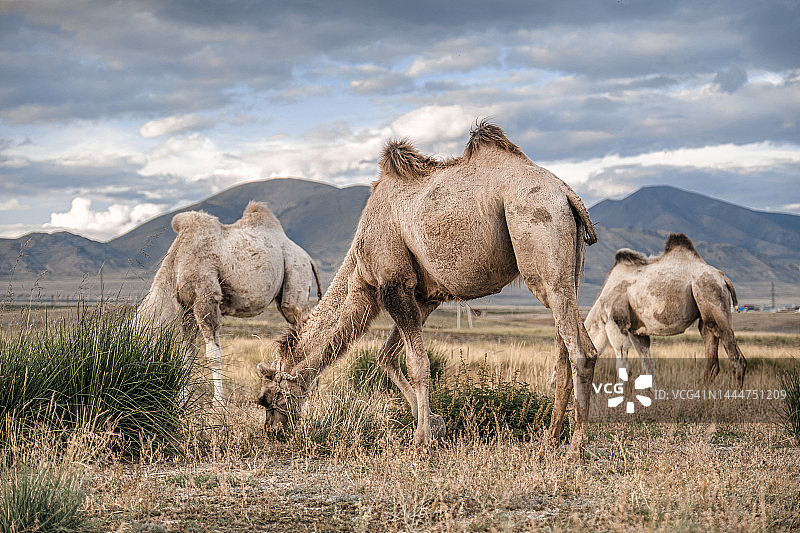 旷野中以山为背景的骆驼图片素材