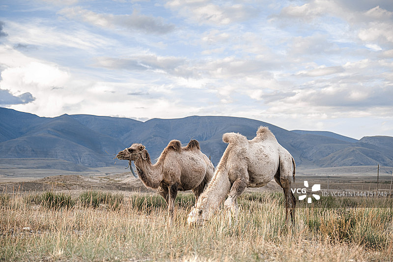 旷野中以山为背景的骆驼图片素材