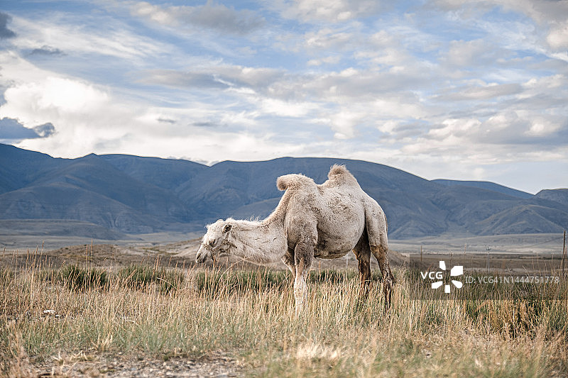 旷野中以山为背景的骆驼图片素材