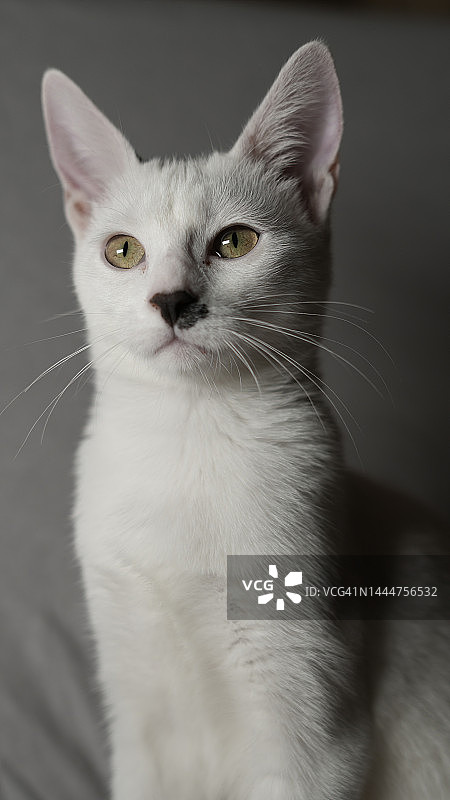 表情严肃的白猫站立图片素材