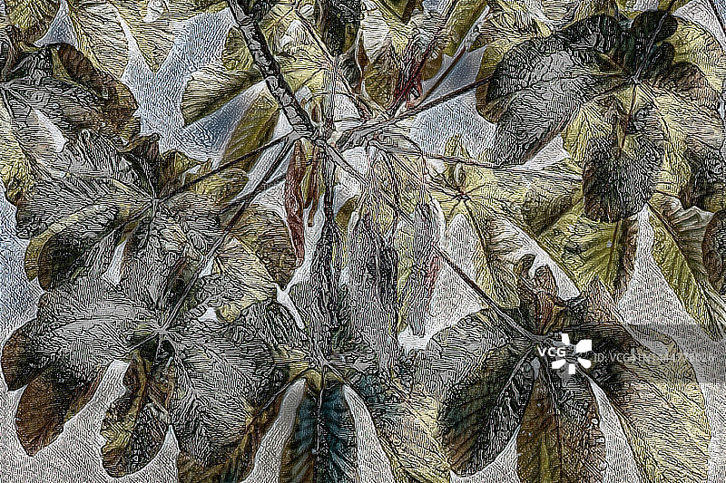 木制大炮图片素材