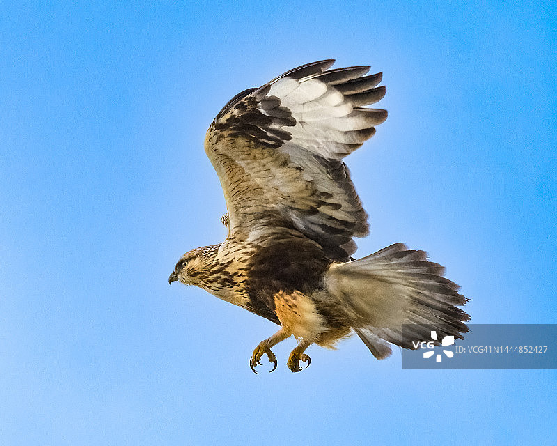 毛脚鵟图片素材