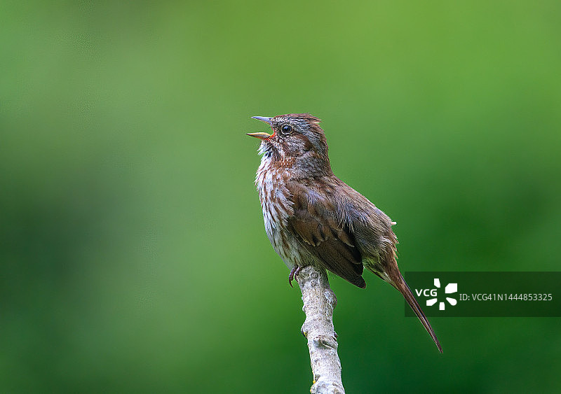 歌带鹀鸣叫图片素材