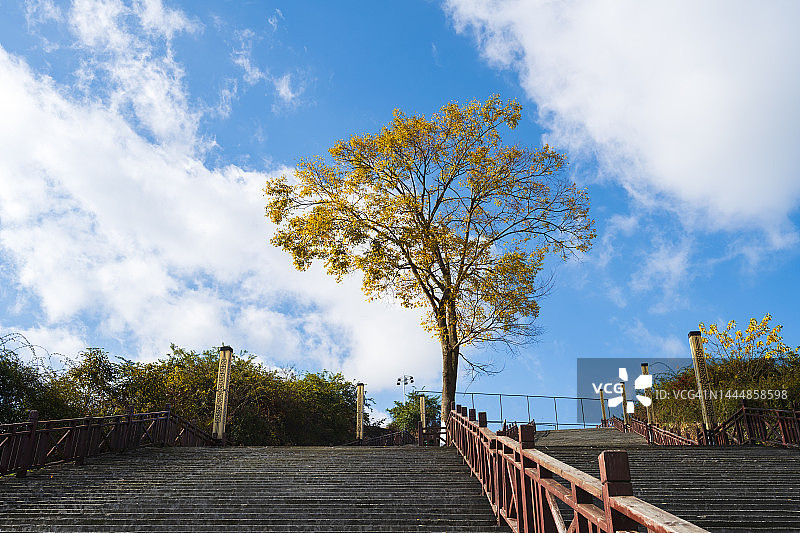 秋天里孤独的树图片素材