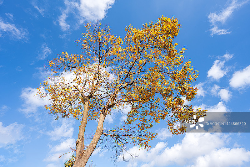 秋日蓝天白云下，树叶泛黄的树木图片素材