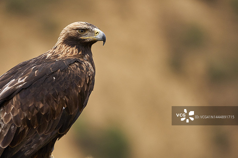 东方 imperial 鹰图片素材