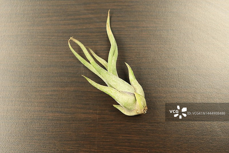 空气凤梨图片素材