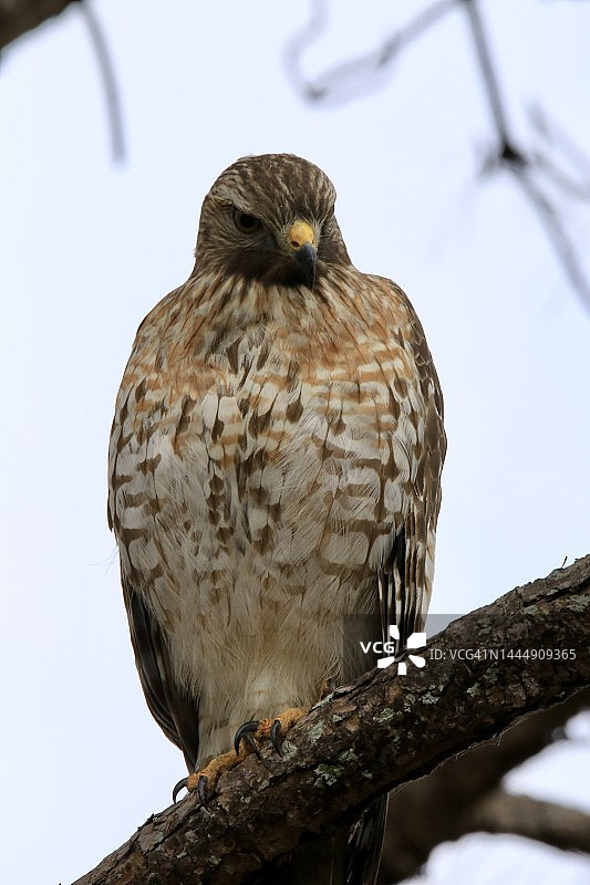 野外栖息的猛禽图片素材