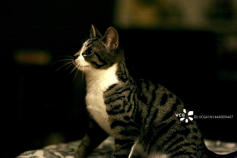 专注的小猫图片素材