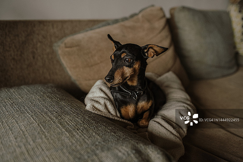 室内躺在沙发上的杜宾犬图片素材