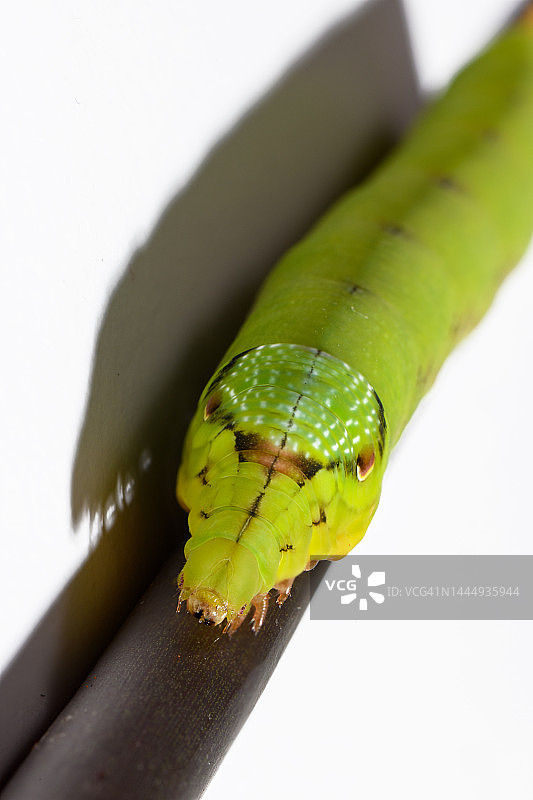 小象天蛾毛虫图片素材