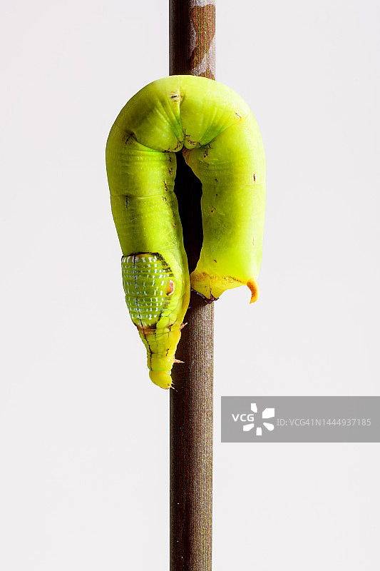 小象天蛾毛虫图片素材