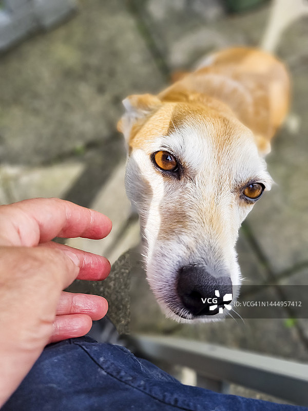 快乐的狗狗与主人互动，等待抚摸图片素材