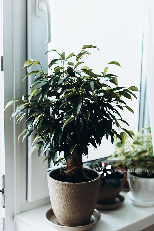 窗台上的榕树与小型植物图片素材
