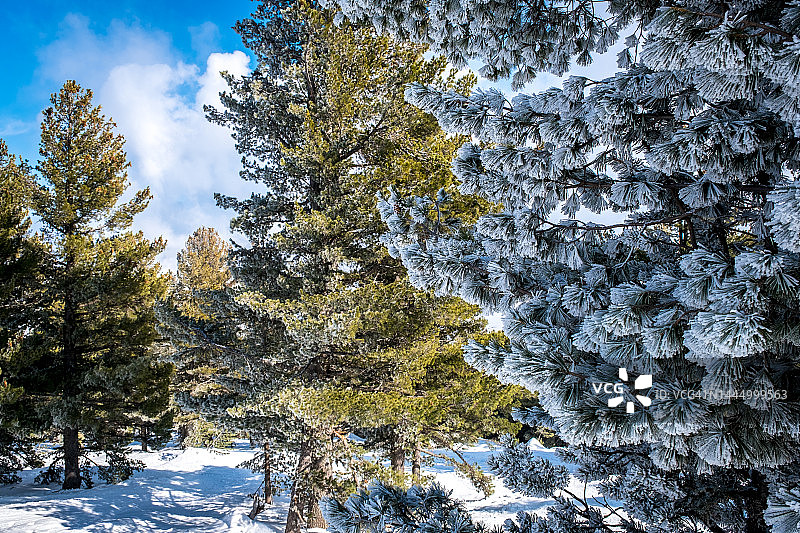 保加利亚班斯科的冬季景观，阳光明媚的日子里覆盖着霜冻的松树图片素材