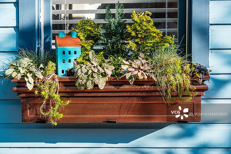 繁茂的绿叶装饰着窗 बॉक्स图片素材