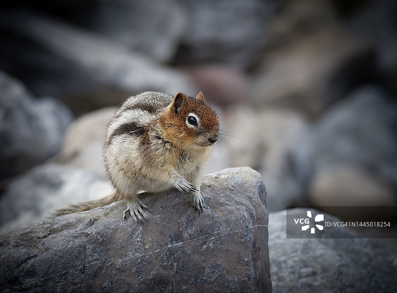 金背地松鼠图片素材
