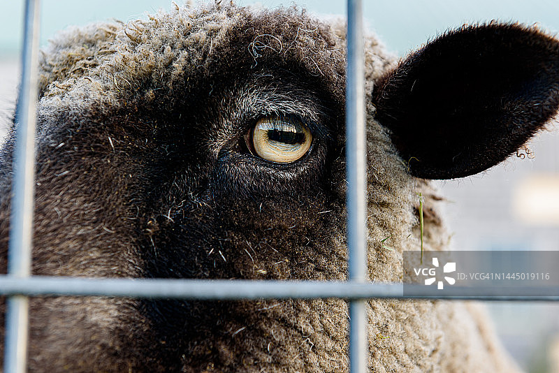 绵羊的眼睛和耳朵特写图片素材