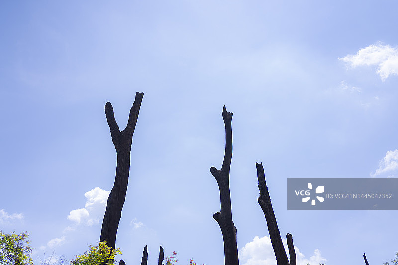 死树图片素材